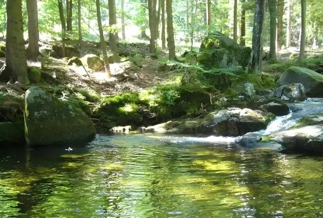 Górski potok w lesie niedaleko domu